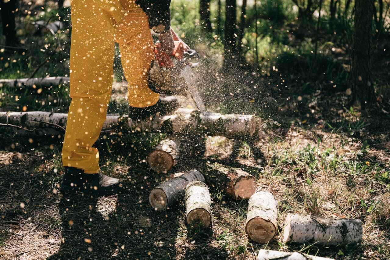 Tree Root Removal in Copperton, UT